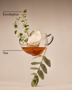 Nến 1 Bấc Eucalyptus + Tea Single Wick Candle image number null