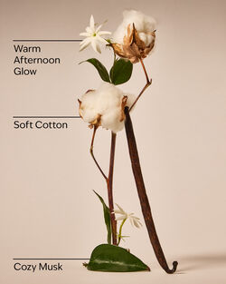 Cat Nap Wallflowers Fragrance Refill image number null
