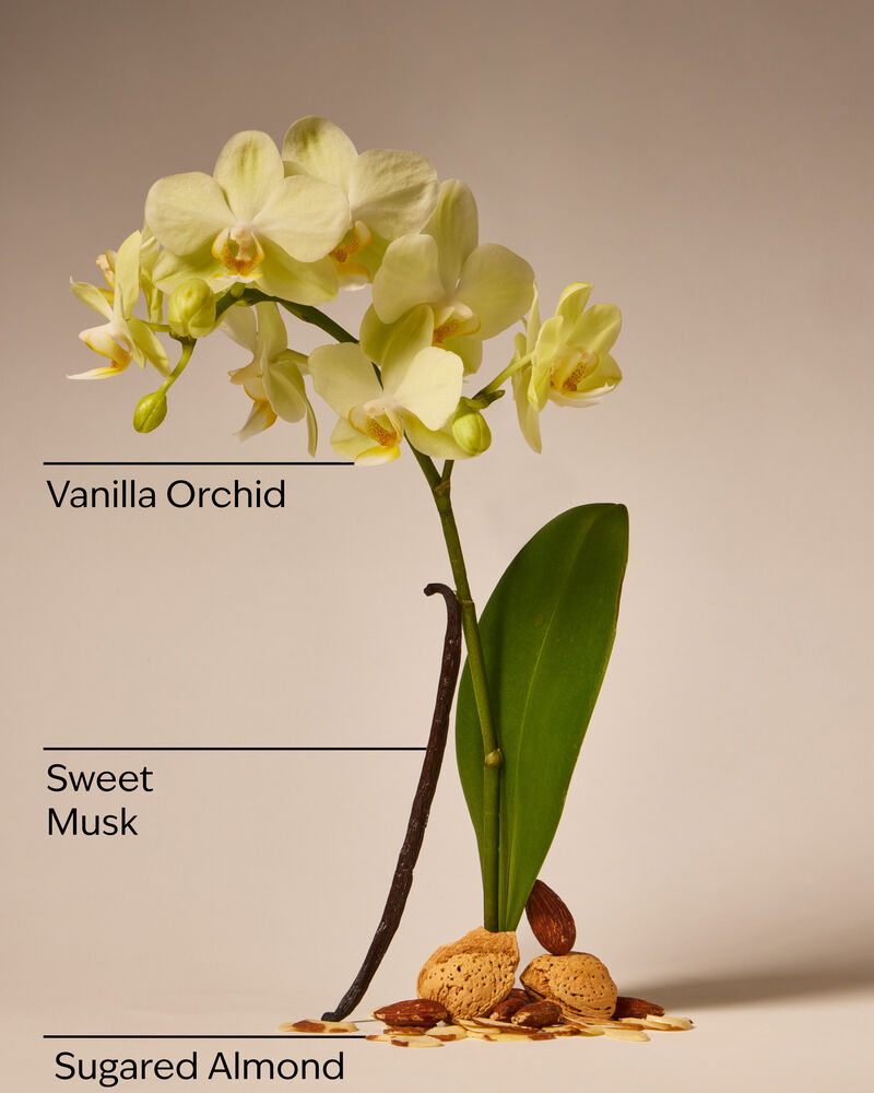 Nước Rửa Tay Tạo Bọt L&agrave;m Sạch & Dịu Nhẹ Cozy Vanilla Almond Gentle & Clean Foaming Hand Soap Nước Rửa Tay Tạo Bọt