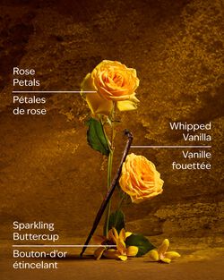 Nến 3 Bấc Belle 3-Wick Candle image number null