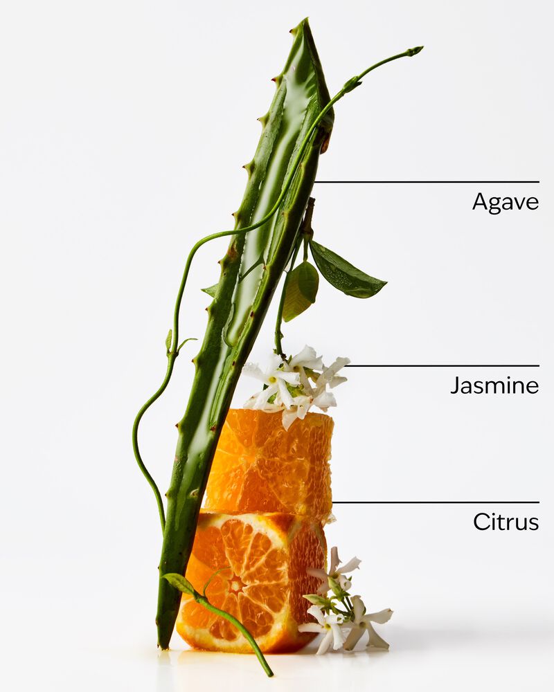 Sweet Orange & Agave Wallflowers Fragrance Refill Wallflowers Fragrance Refill