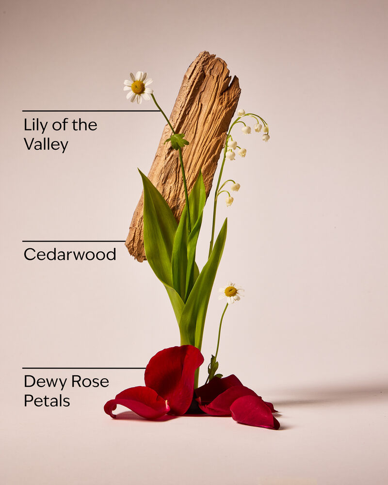 Black Chamomile Body Wash and Foam Bath Body Wash & Shower Gel