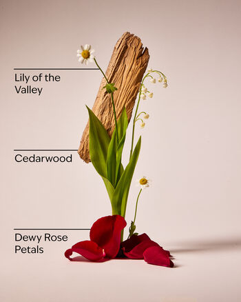 Black Chamomile Body Wash and Foam Bath Body Wash & Shower Gel