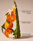 Tinh Dầu X&ocirc;ng Ph&ograve;ng Sweet Orange & Agave Wallflowers Fragrance Refill image number null