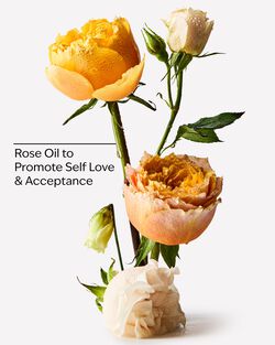 Sữa Tắm & Bồn Tắm Tạo Bọt Heirloom Rose Body Wash & Foam Bath image number null