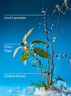 Iced Blue Lavender Wallflowers Fragrance Refill image number null