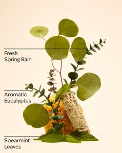 Bộ Qu&agrave; Tặng Eucalyptus Spearmint Gift Set image number null