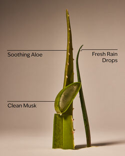 Nước Rửa Tay Dưỡng Ẩm Cool Aloe Water Daily Moisturizing Hand Soap image number null