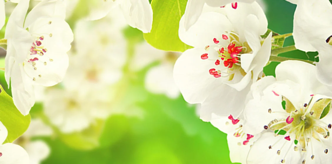 HOA NHÀI: TIỀM NĂNG HƯƠNG THƠM VÔ HẠN